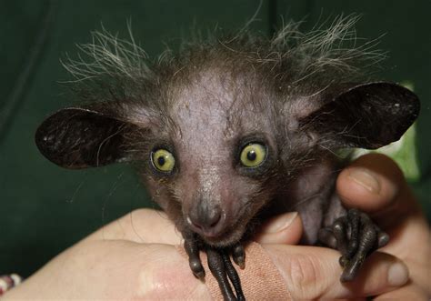 most weird animals|100 weirdest animals on earth.